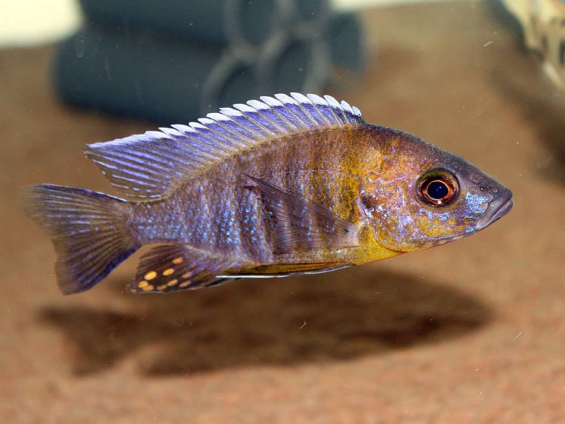 Aulonocara sp. 'trematocranus masinje' Chiofu Bay